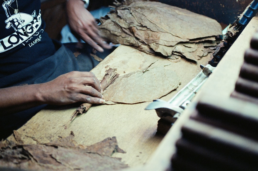 Hands rolling dried tobacco leaves on a table.